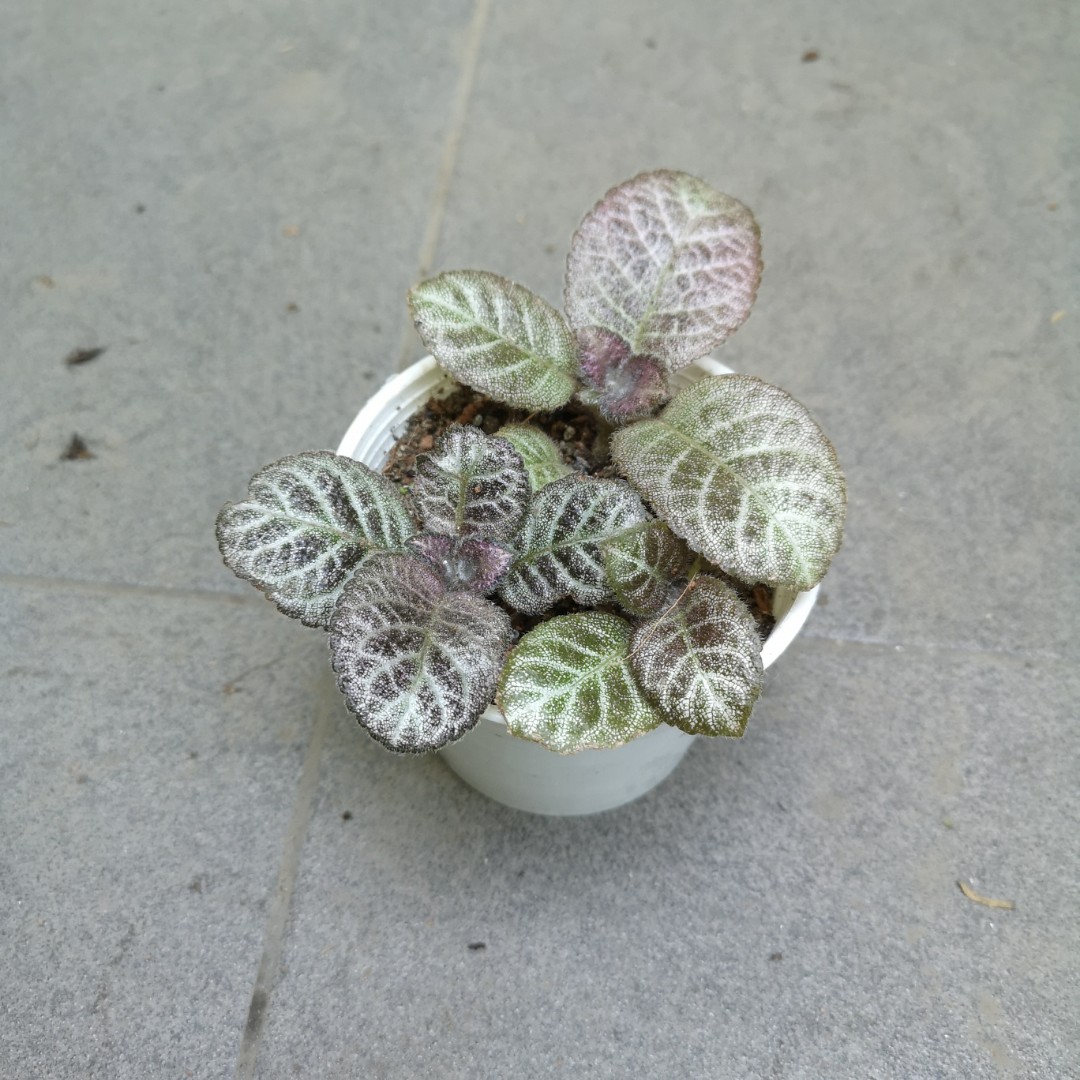 Episcia Joy S Little Pompom Furniture Home Living Gardening Plants Seeds On Carousell