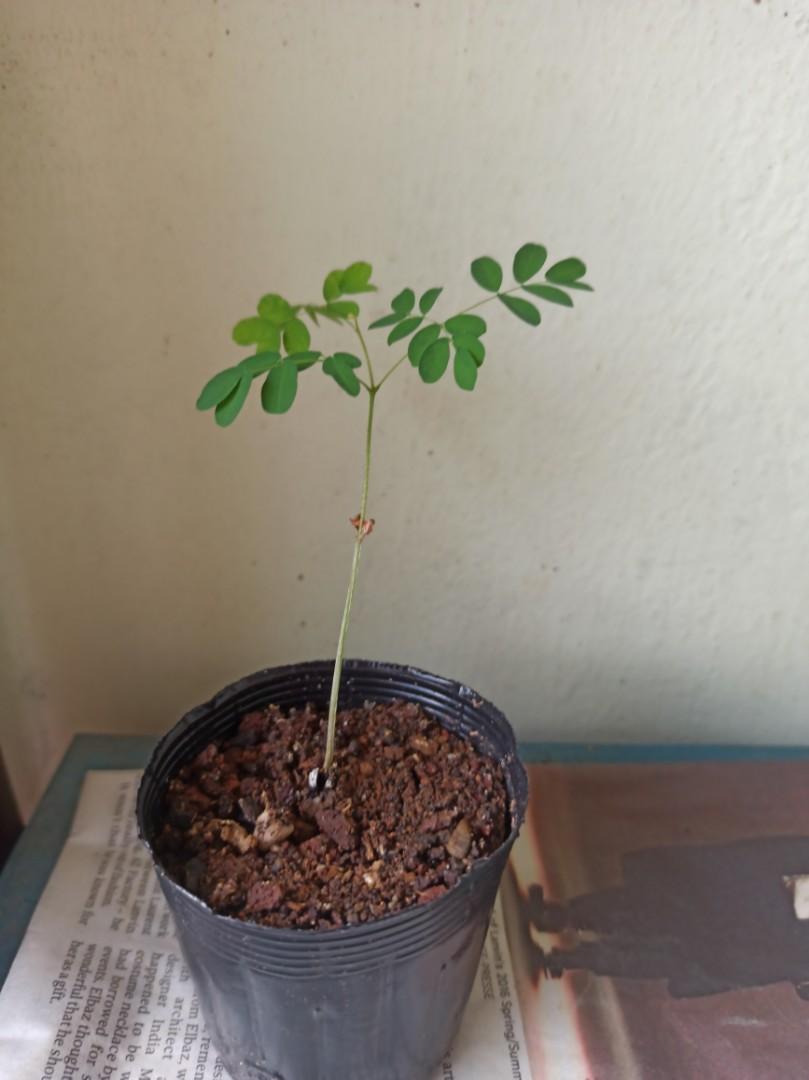 (All Sold) Leopard Tree / Brazilian Ironwood (Seedling Bonsai
