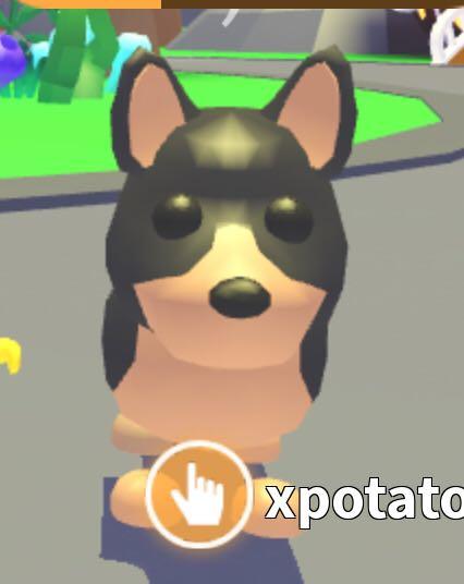 Roblox adopt me Australian kelpie, Video Gaming, Gaming Accessories ...