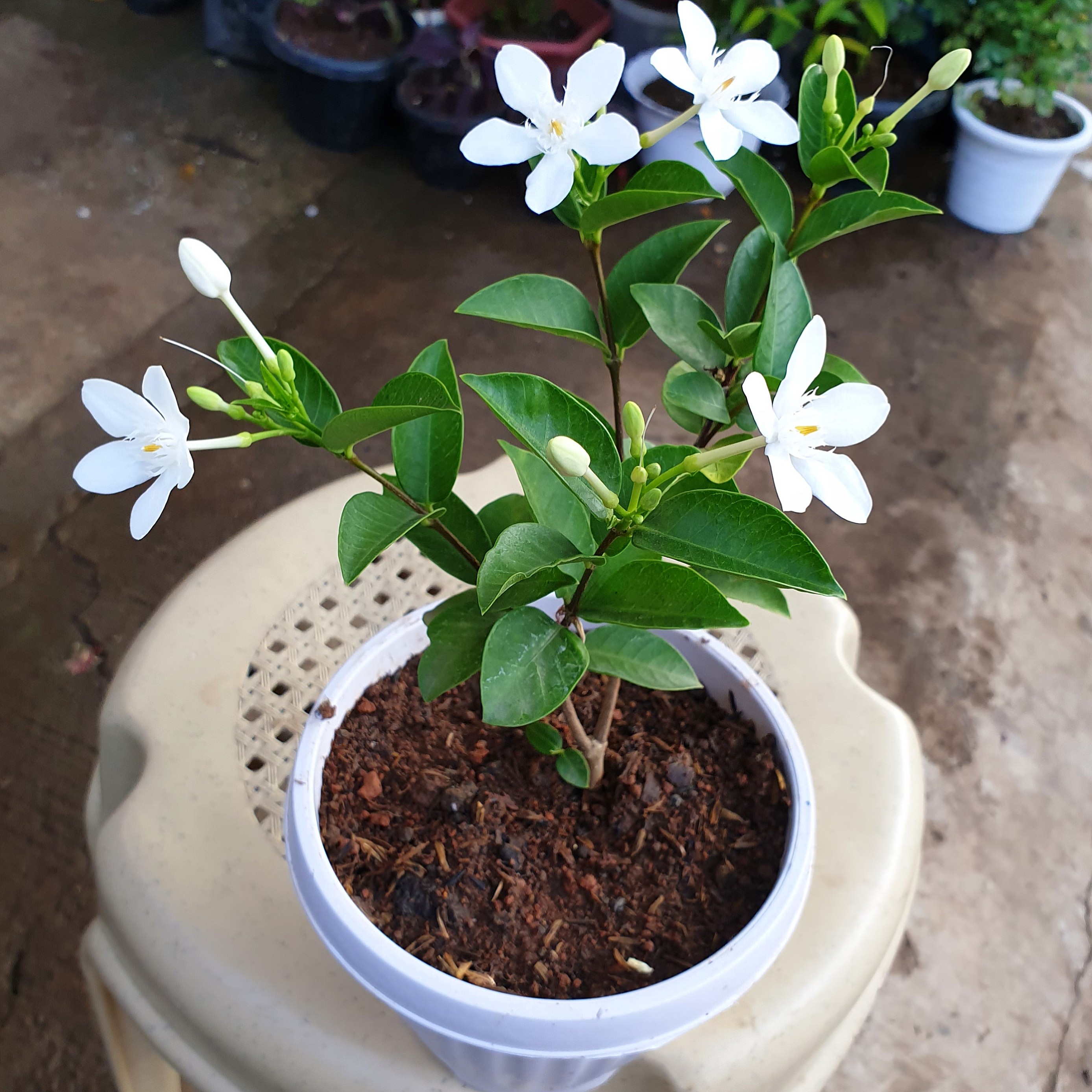 White store angel flower