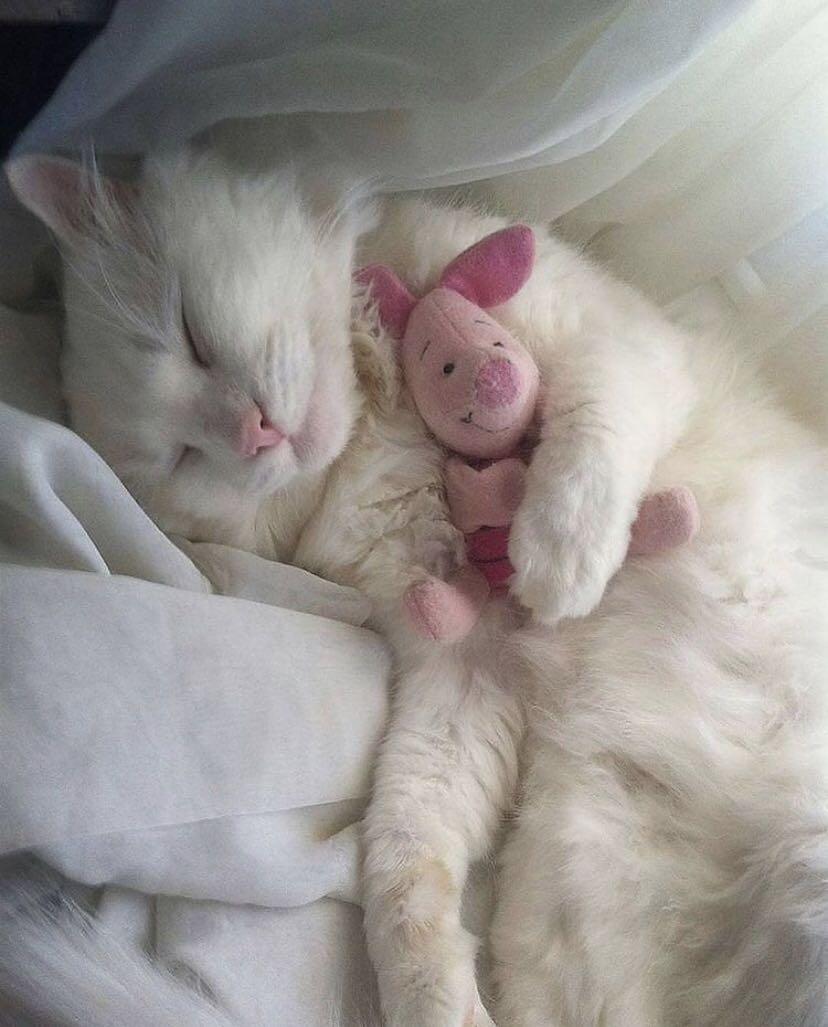 cat cuddling stuffed animal