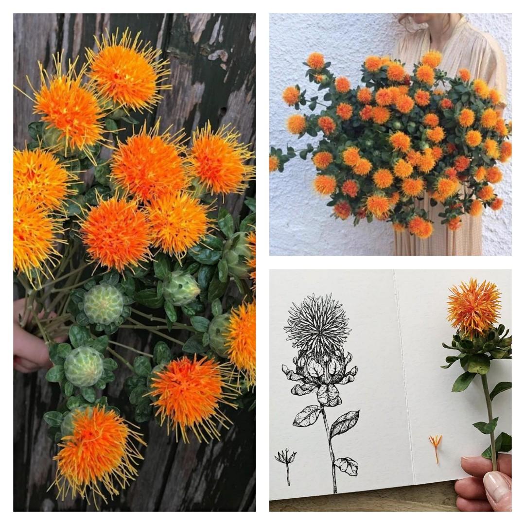 種子 切花型紅花橙菠蘿菊 金叵蘿3粒carthamus Tinctorius Safflower 3 Seeds 傢俬 家居 園藝 植物及種子 Carousell