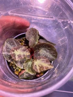 （分類：）位於 。 由 thelostforest 提交（商品編號 1086808921，圖片 1）。簡介： 。