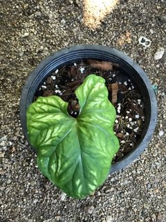 (Category: ) located in . Submitted by cage.plants.studio (Listing ID 1086786602, Image 1). Description: .