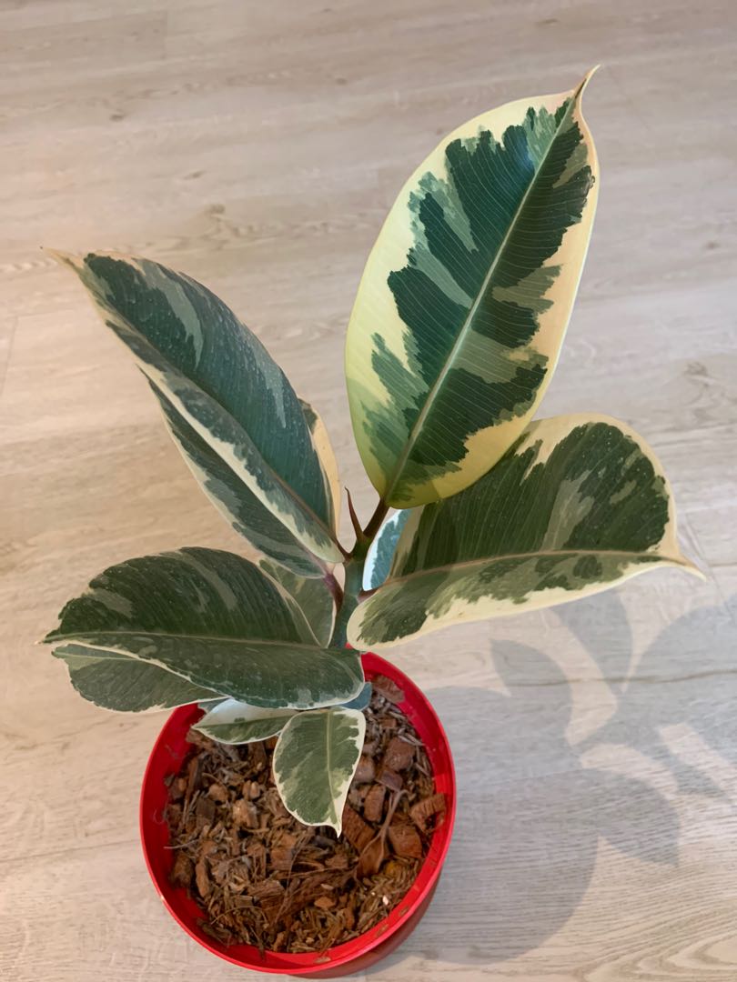 Ficus Elastica Variegata Rubber Plant Furniture Home Living Gardening Plants Seeds On Carousell
