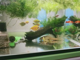 (Category: ) located in . Submitted by camgiangamy (Listing ID 1086816173, Image 1). Description: .