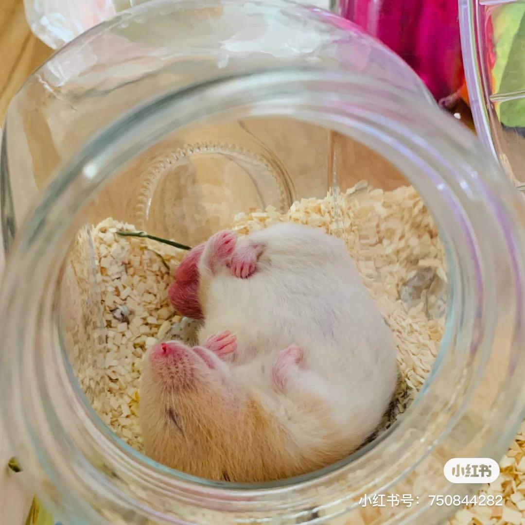 Hamster Hideout house glass can Pet Supplies Homes Other Pet