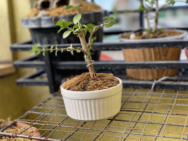 Mame Bonsai for Sale (Category: Plants & Seeds) located in Manila. Submitted by miguelexcel (Listing ID 1086828272, Image 2). Description: Argao Taiwan Mame bonsai. (Height is 4” from pot) in Terracotta pot / white ceramic pot. P1300/800. 09199809991 Buyer to shoulder Delivery cost. Ty.