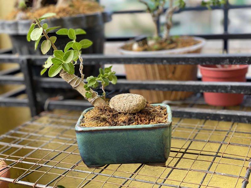 Mame Bonsai for Sale (Category: Plants & Seeds) located in Manila. Submitted by miguelexcel (Listing ID 1086828272, Image 1). Description: Argao Taiwan Mame bonsai. (Height is 4” from pot) in Terracotta pot / white ceramic pot. P1300/800. 09199809991 Buyer to shoulder Delivery cost. Ty.