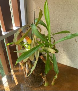(Category: ) located in . Submitted by designer.gardener (Listing ID 1086780725, Image 1). Description: .