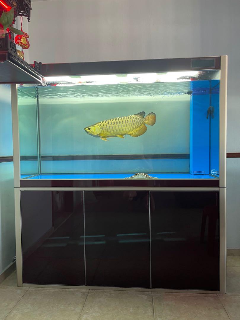 Arowana fish on sale tank price