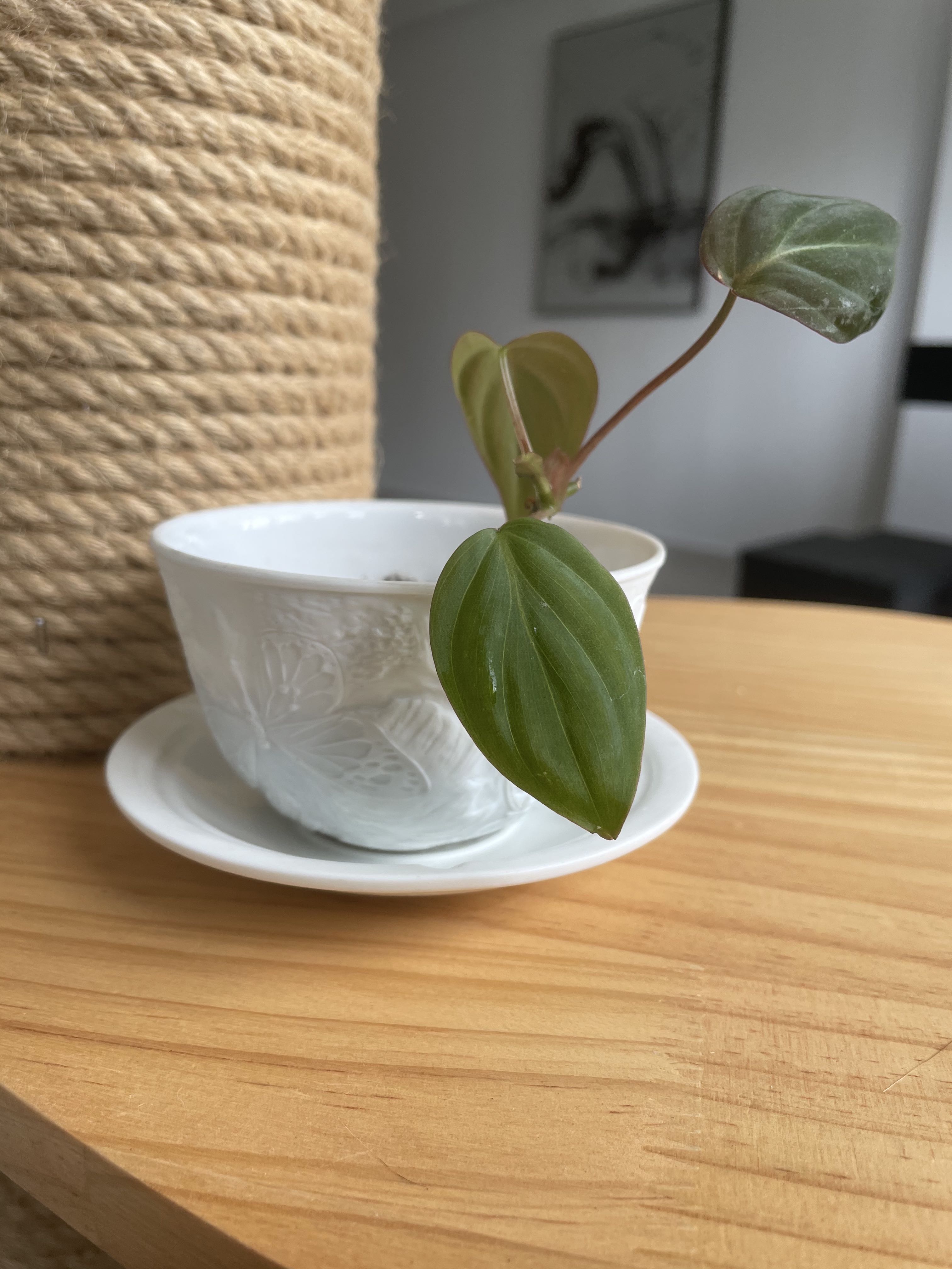 Ceramic teacup plant pot with philodendron micans, Furniture & Home