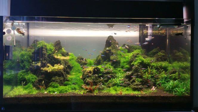 Ada aquarium for sale clearance
