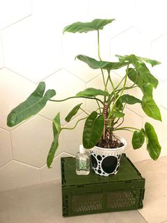 (Category: ) located in . Submitted by planterino (Listing ID 1086937018, Image 1). Description: .