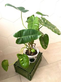 (Category: ) located in . Submitted by planterino (Listing ID 1086938400, Image 1). Description: .