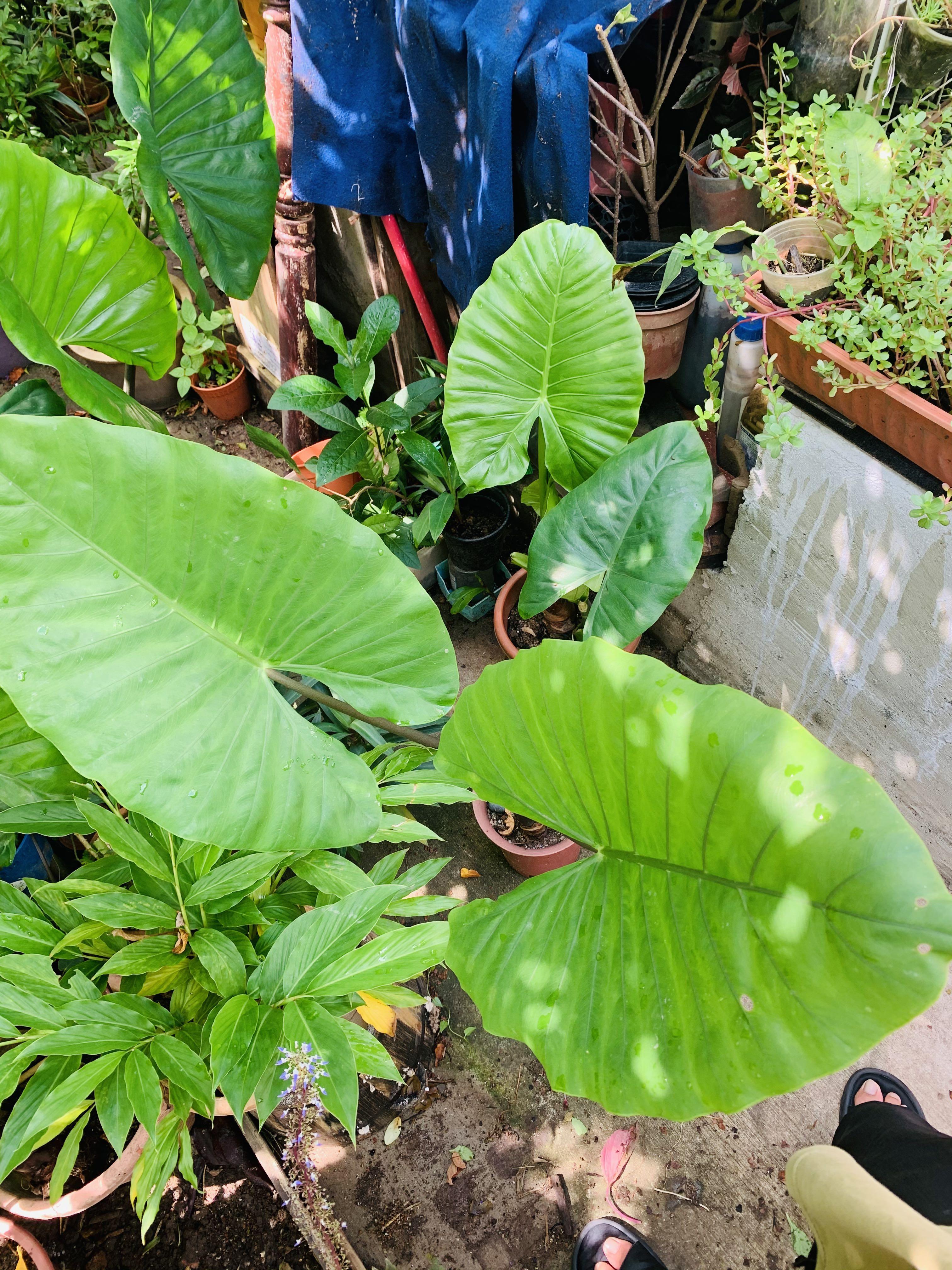 Alocasia macrorrhizos, Black Stemmed Elephant Ear (1m), Furniture