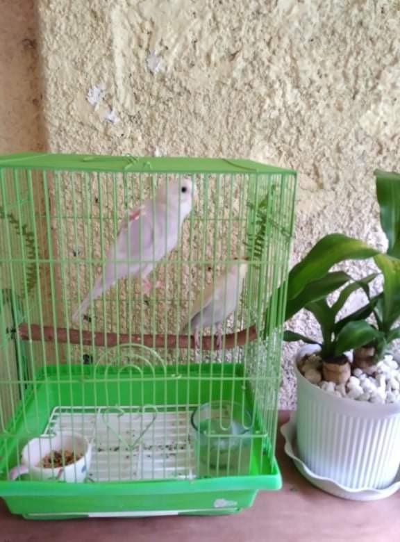 Bird cage pick up is in imus cavite, Pet Supplies, Homes & Other Pet