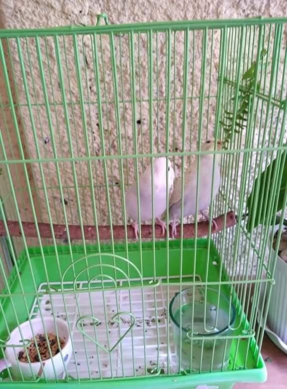 Bird cage pick up is in imus cavite, Pet Supplies, Homes & Other Pet