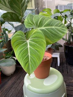 （分類：）位於 。 由 torplants 提交（商品編號 1087116671，圖片 1）。簡介： 。
