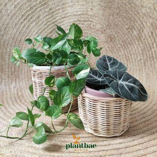 Plants, Native Baskets, Pots