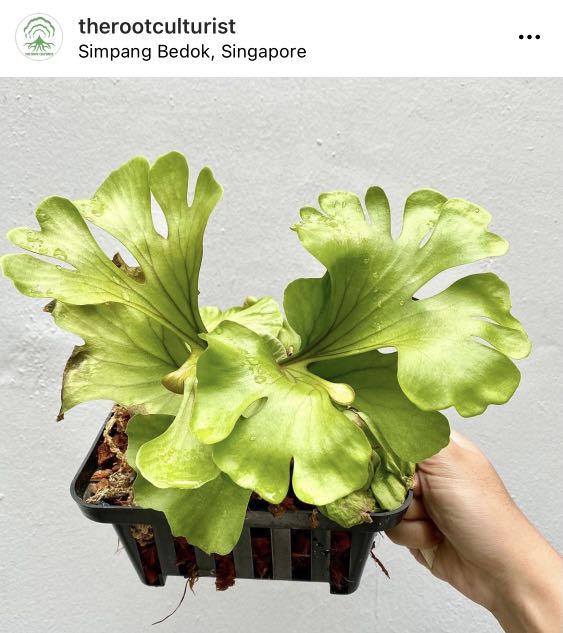 Platycerium Ridleyi Swirl Spores Staghorn Fern Furniture Home Living Gardening Plants Seeds On Carousell