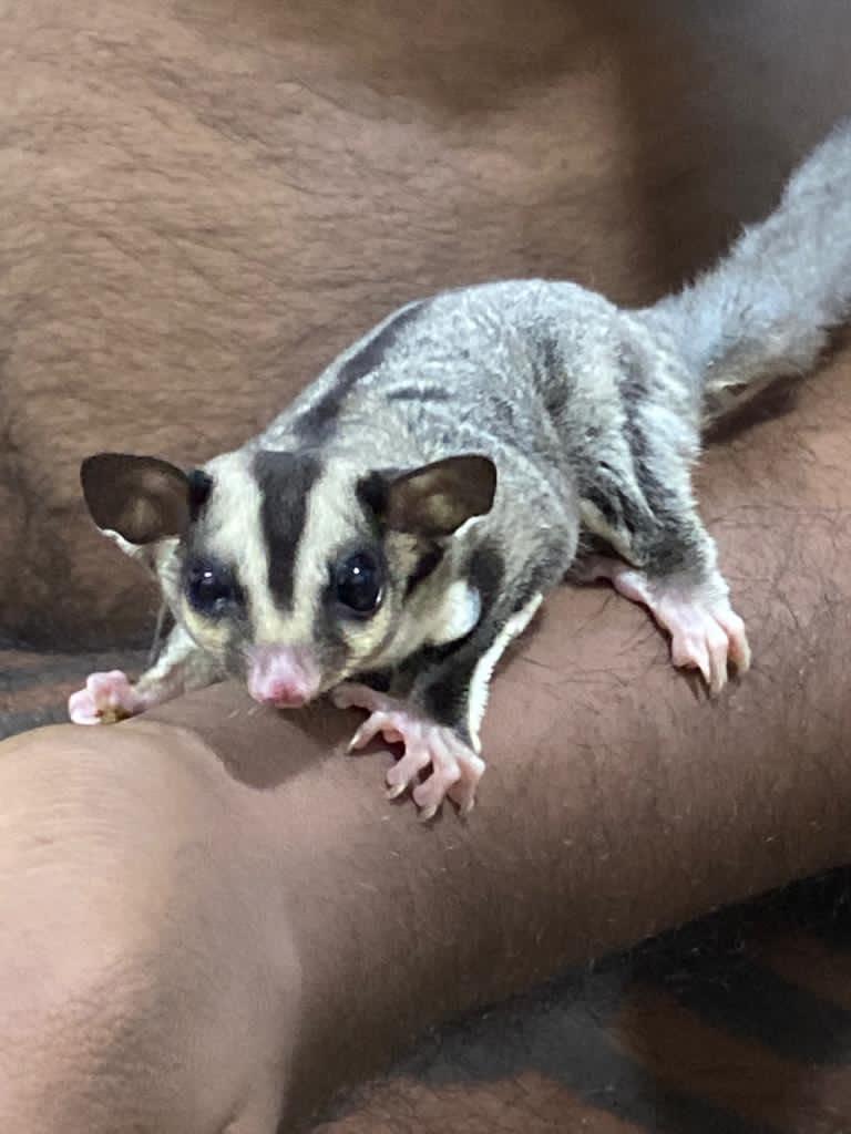 Free sugar gliders for hot sale adoption