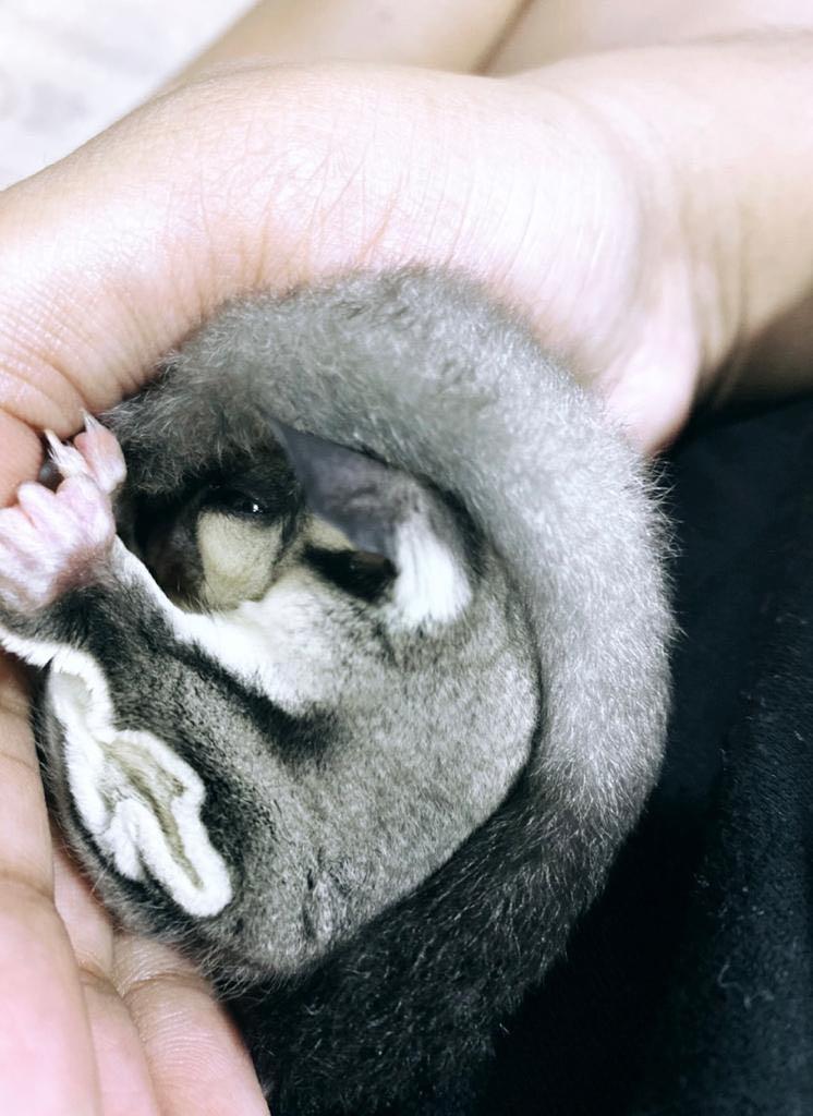 Free sugar gliders for adoption sales