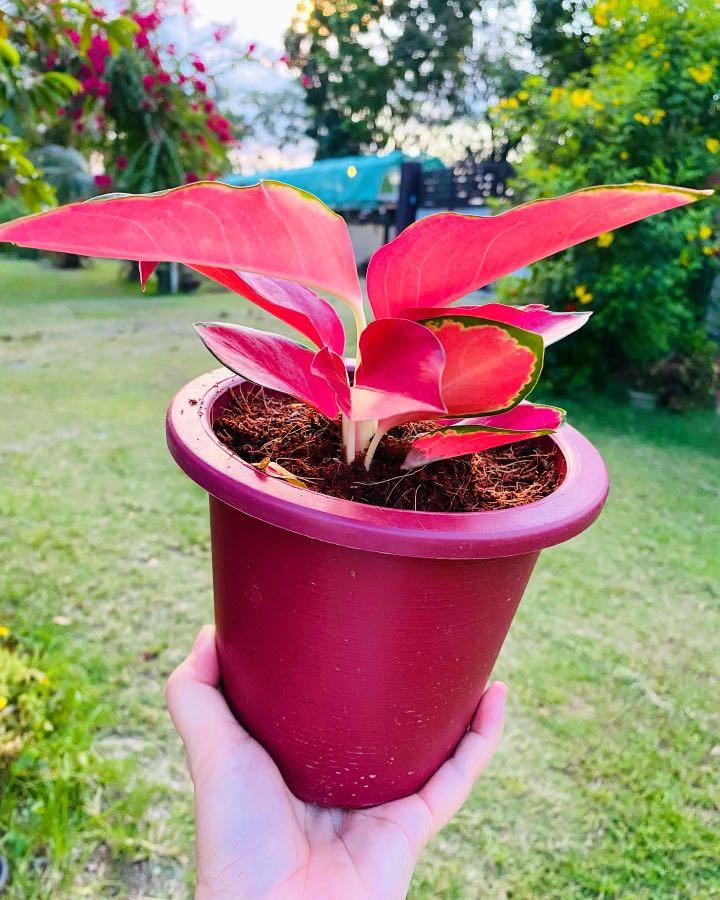 Aglaonema Suksom Jaipong, Furniture & Home Living, Gardening, Plants