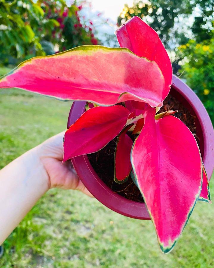 Aglaonema Suksom Jaipong, Furniture & Home Living, Gardening, Plants