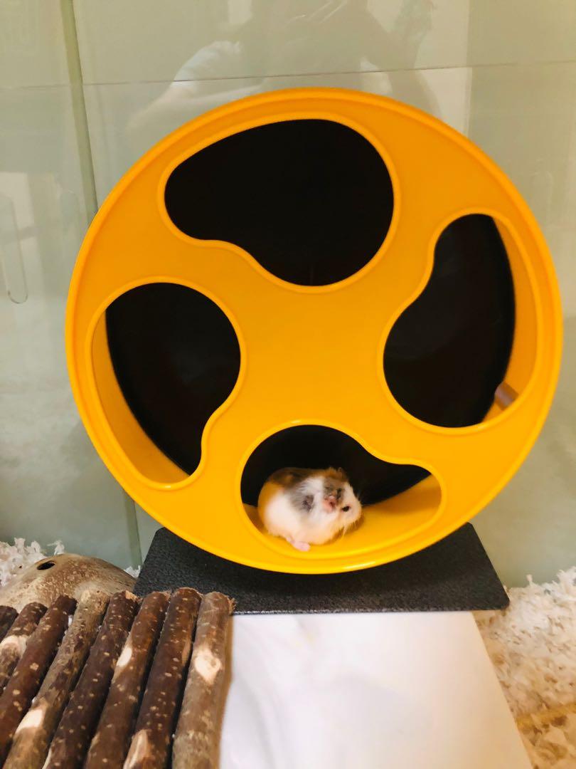 Exotic Nutrition Silent Runner Hamster Wheel Review, 55 OFF