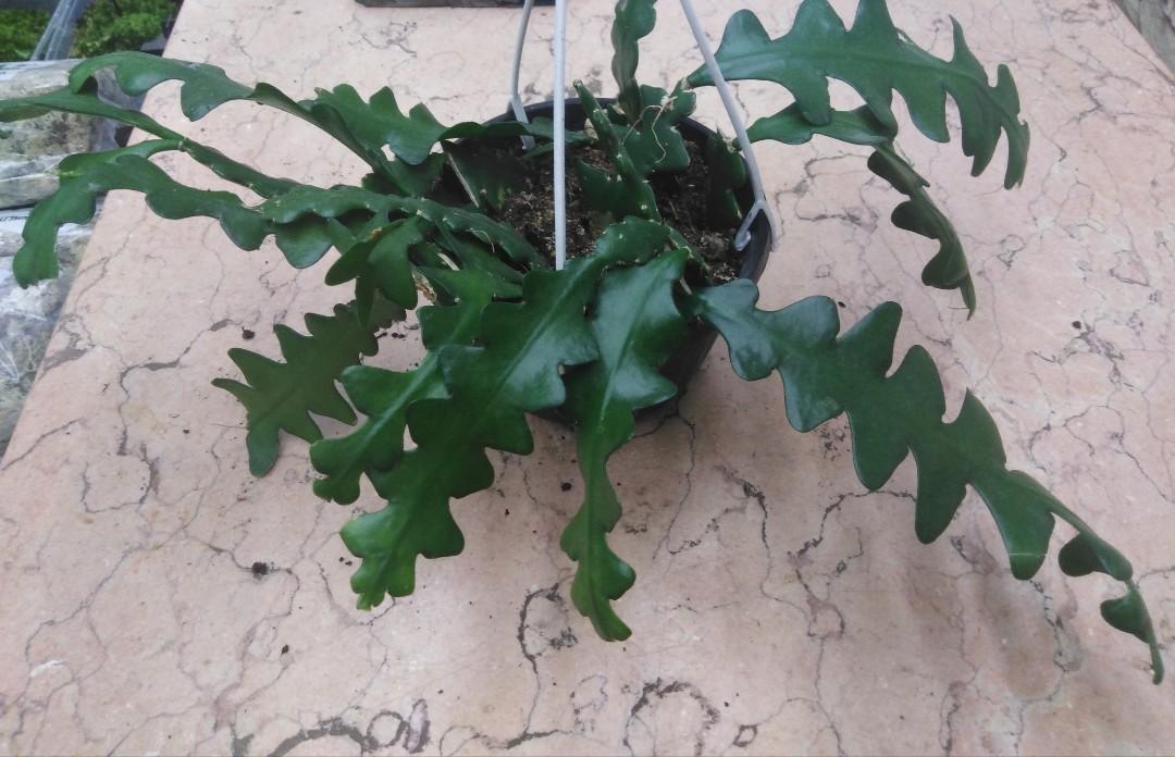 Epiphyllum Anguliger 魚骨令箭曇花 傢俬 家居 園藝 土壤和肥料 Carousell