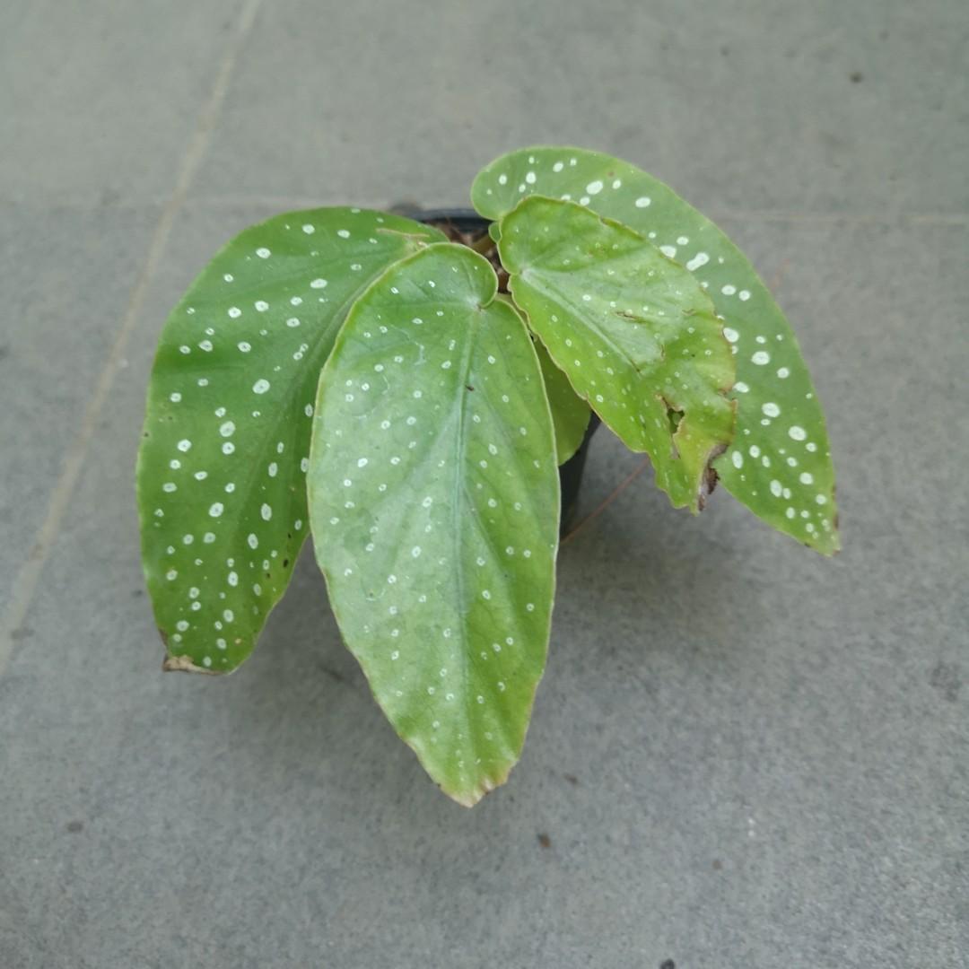Begonia Albo Picta Small Furniture Home Living Gardening Plants Seeds On Carousell Begonia Albo Picta Small Furniture Home Living Gardening Plants Seeds On Carousell