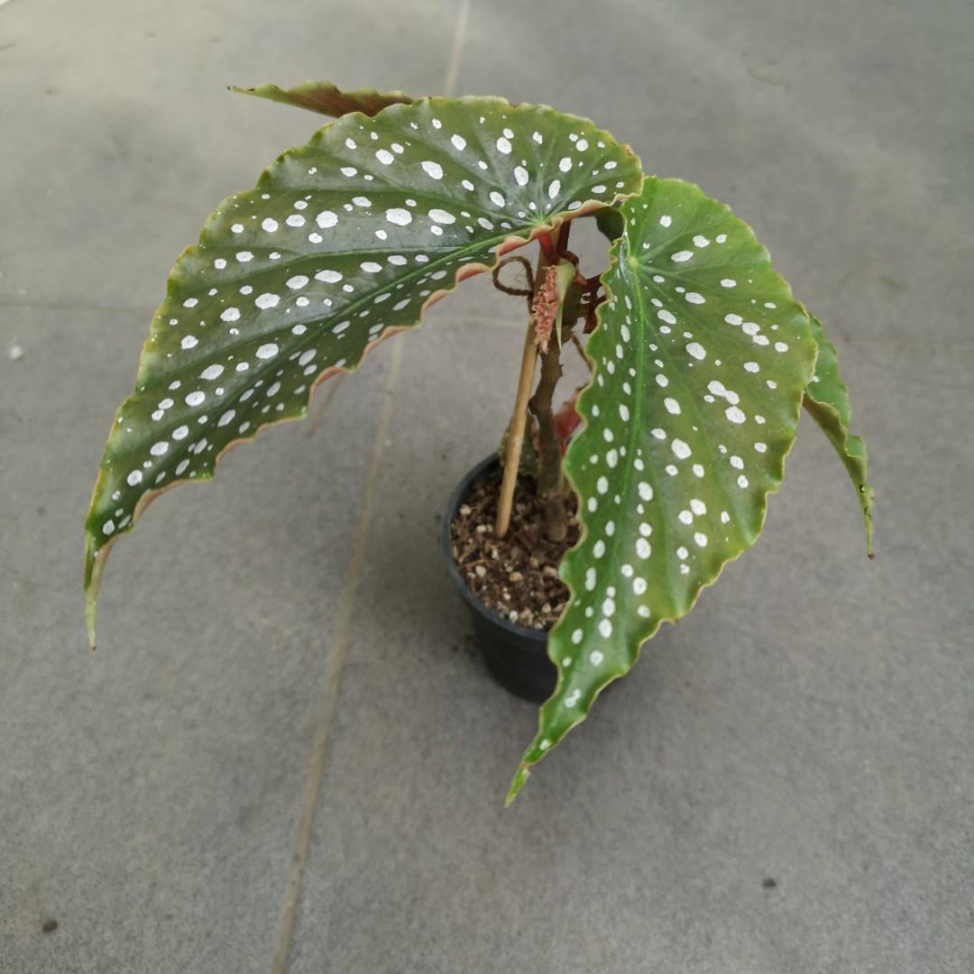 Begonia Tom Ment Furniture Home Living Gardening Plants Seeds On Carousell Begonia Tom Ment Furniture Home Living Gardening Plants Seeds On Carousell