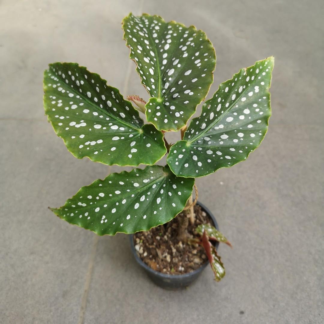 Begonia Tom Ment Furniture Home Living Gardening Plants Seeds On Carousell Begonia Tom Ment Furniture Home Living Gardening Plants Seeds On Carousell