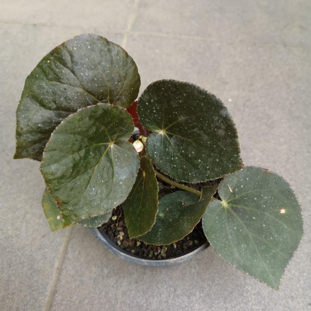 Begonia U185 Furniture Home Living Gardening Plants Seeds On Carousell Begonia U185 Furniture Home Living Gardening Plants Seeds On Carousell