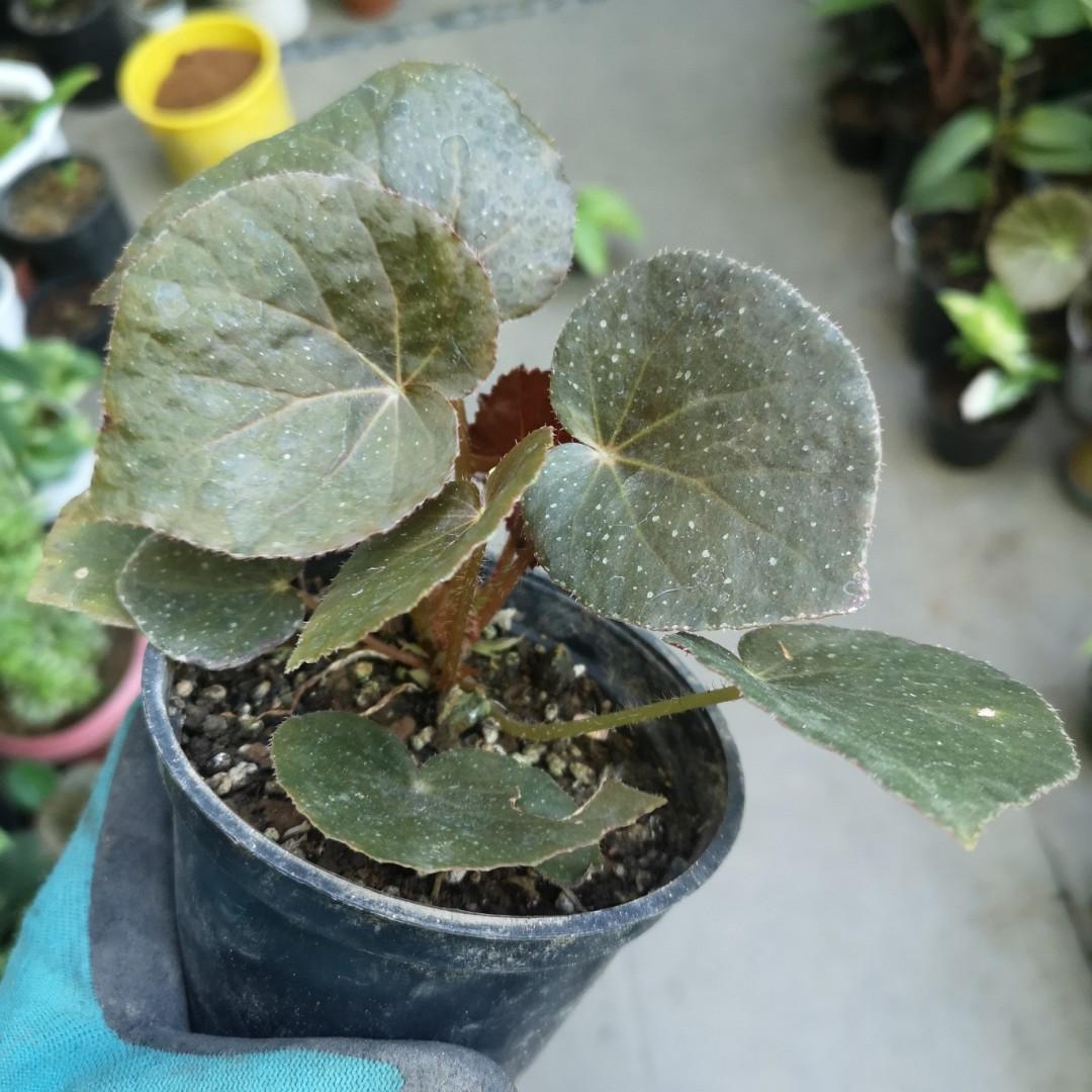 Begonia U185 Furniture Home Living Gardening Plants Seeds On Carousell Begonia U185 Furniture Home Living Gardening Plants Seeds On Carousell