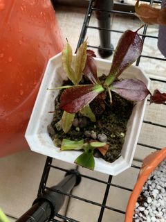 (Category: ) located in . Submitted by sgneps (Listing ID 1087559436, Image 1). Description: .