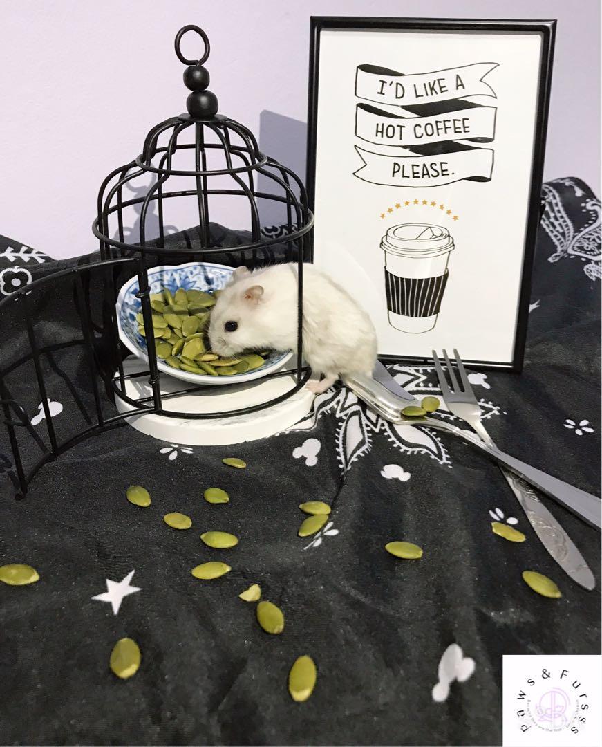 Organic pumpkin seeds, Pet Supplies, Pet Food on Carousell