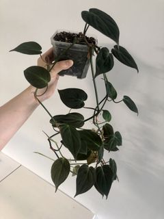 （分類：）位於 。 由 uzzzz 提交（商品編號 1087475813，圖片 1）。簡介： 。