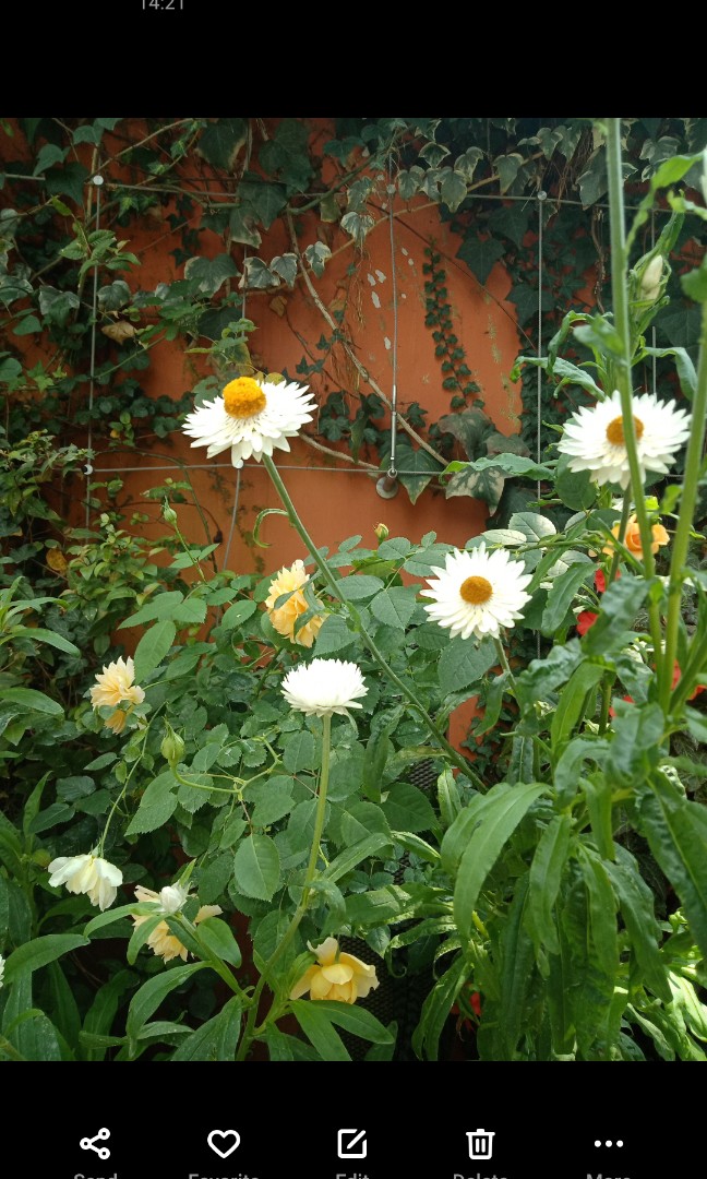(Category: ) located in . Submitted by Longanzero (Listing ID 1087692075, Image 1). Description: .