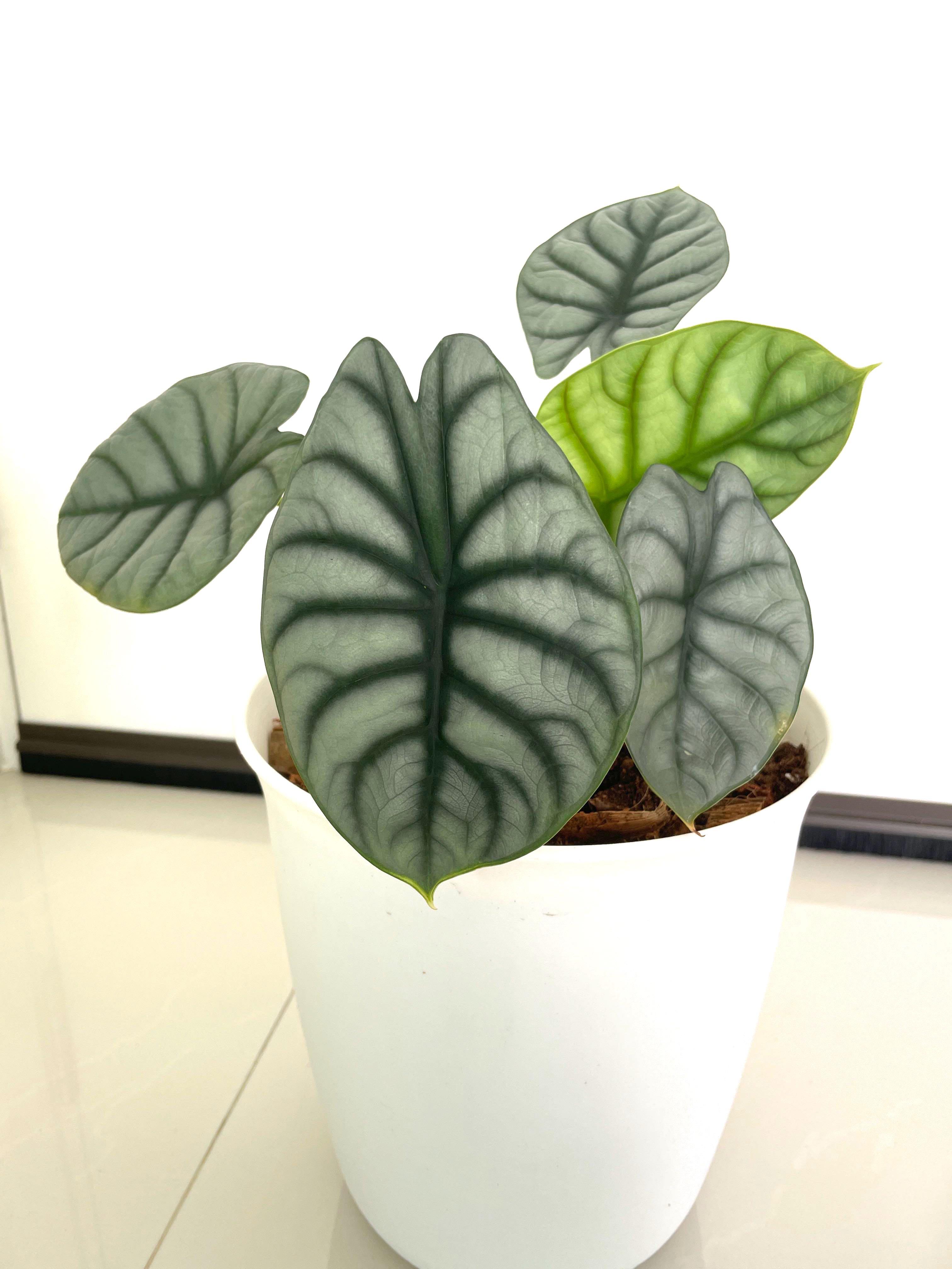 Alocasia Silver Dragon 16cm Rare Large Leaf With New White Pot Plant Great Gift New C Furniture Home Living Gardening Pots Planters On Carousell