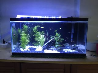(Category: ) located in . Submitted by eyrnz (Listing ID 1087790509, Image 1). Description: .