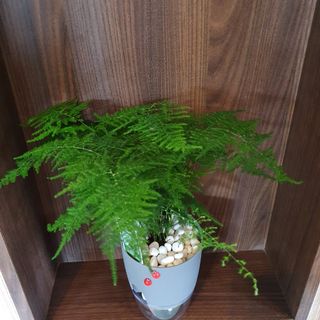 (Category: ) located in . Submitted by planter_box (Listing ID 1087713773, Image 1). Description: .