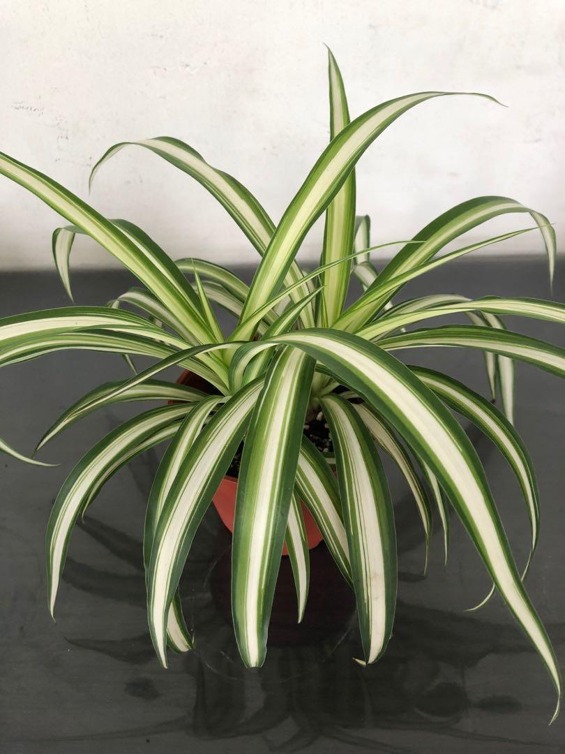 Chlorophytum Comosum Vittatum Variegated Spider Plant Furniture Home Living Gardening Plants Seeds On Carousell