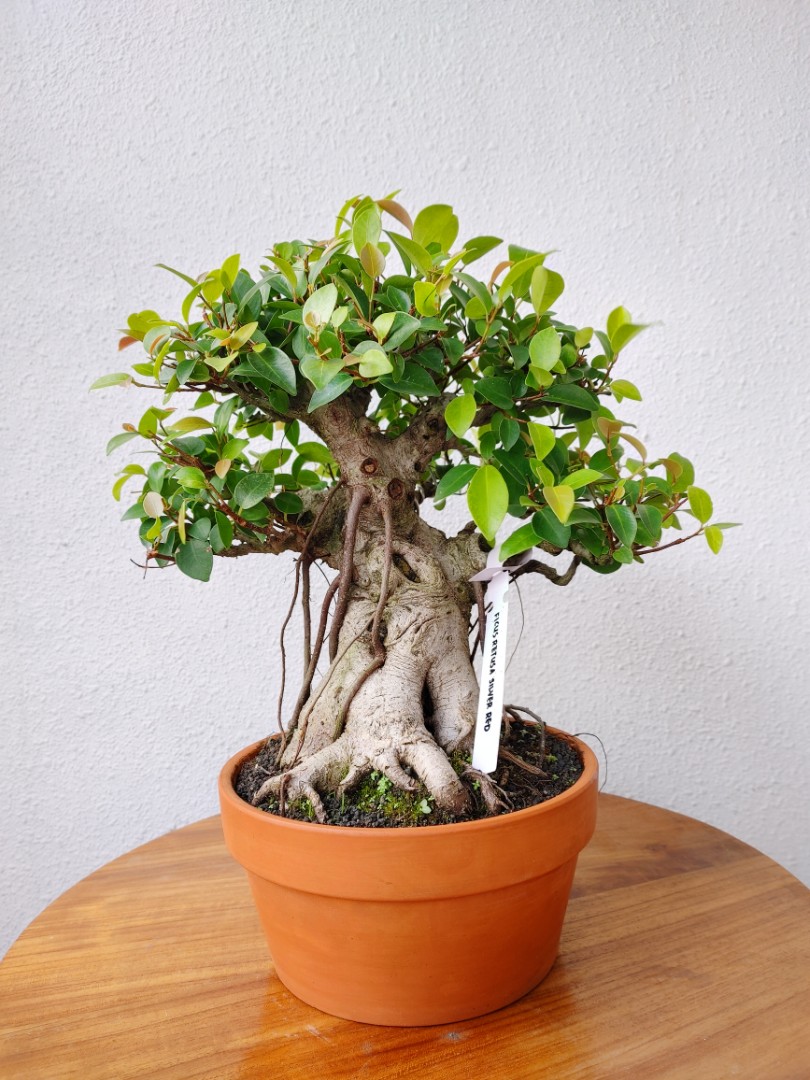 Ficus Silver Red Bonsai Thick Trunk Furniture Home Living Gardening Plants Seeds On Carousell