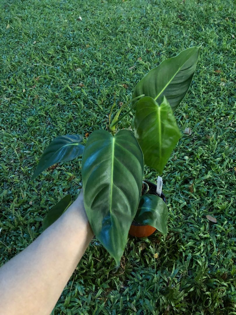 Philodendron Esmeraldense narrow form, Furniture & Home Living