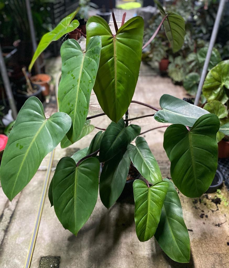 Philodendron red emerald