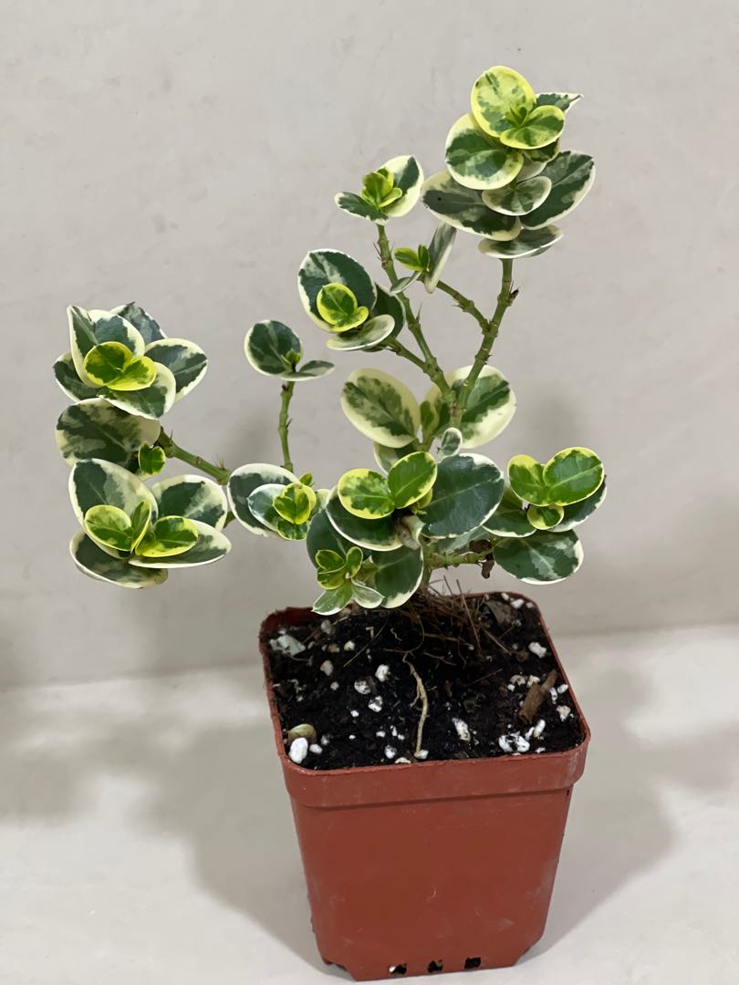 Rare Thai Ficus Variegata - 1, Furniture & Home Living, Gardening ...