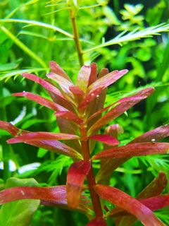 (Category: ) located in . Submitted by collectoraquatics (Listing ID 1087768332, Image 1). Description: .