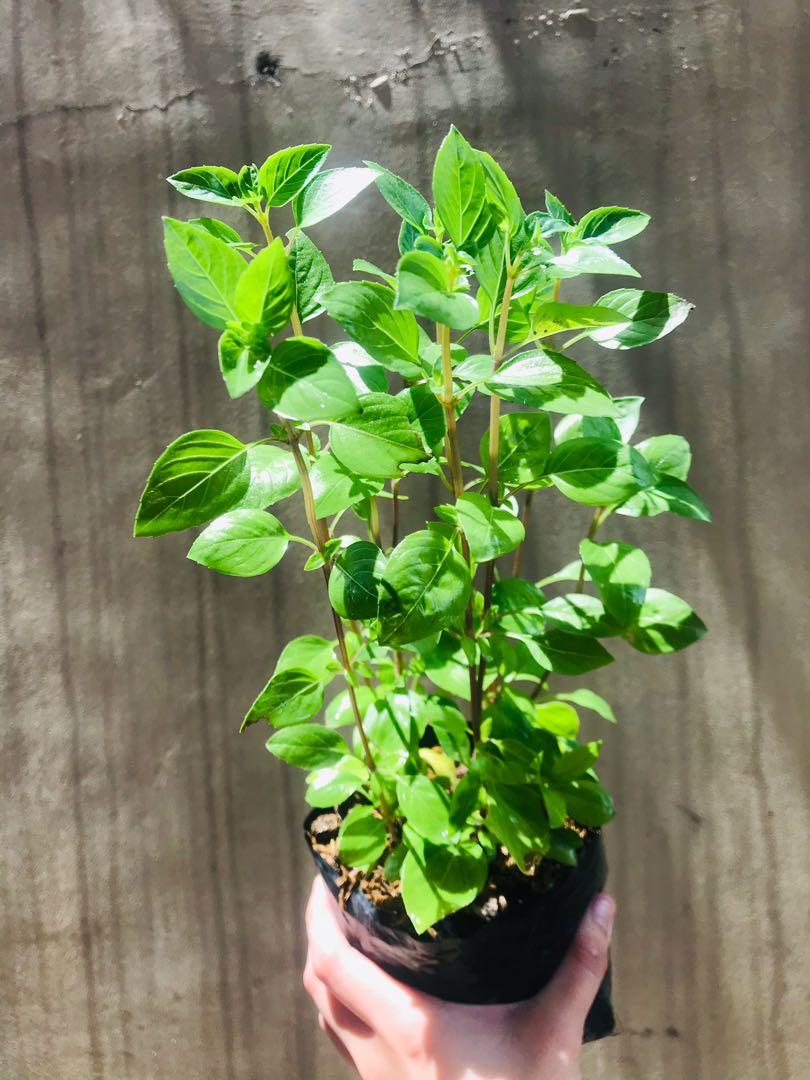 Thail basil herb (Category: Plants & Seeds) located in Paranaque City. Submitted by FLess.ph (Listing ID 1087674239, Image 2). Description: Super lush!! 4 na puno in 1 pot!! Php 150 only.